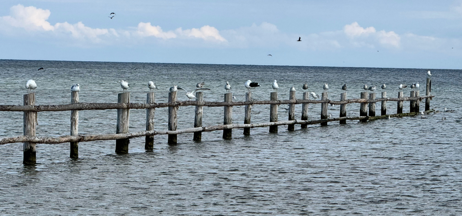 Lehrergesundheit Möwen auf Zaun im Meer