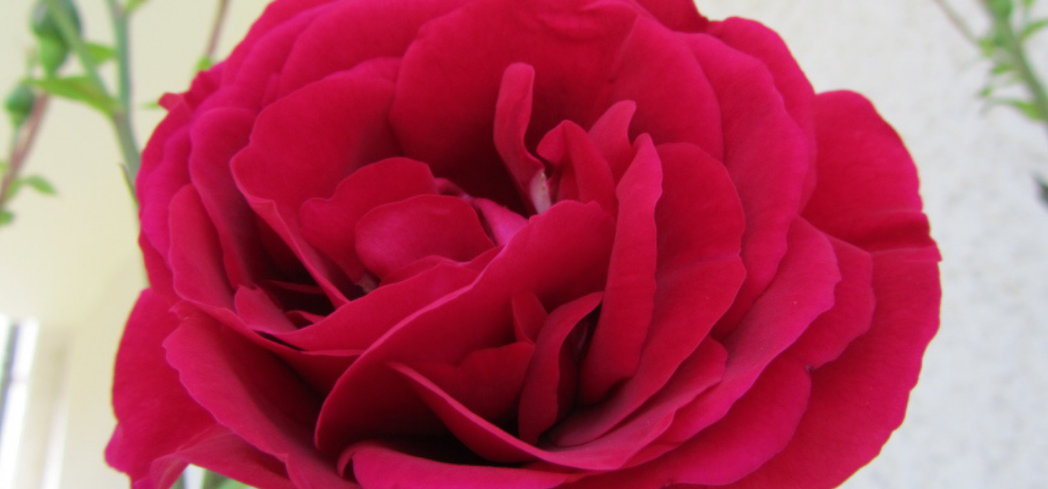 Frauengruppe "Weißt du, wie wertvoll du bist?" Rote Rose